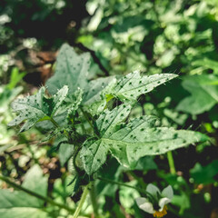 Beautiful detail of green leaves with spikes in the forest