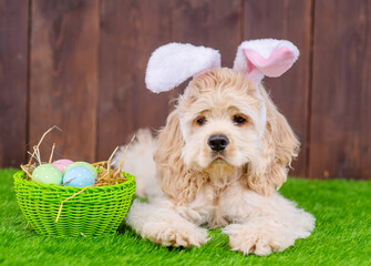 American cocker spaniel lying on a green grass lawn in pink bunny ears next to a basket full of...