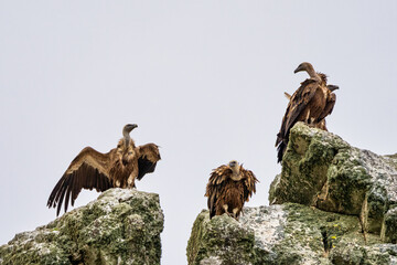 Griffon vultures, Gyps fulvus in Monfrague National Park. Extremadura, Spain