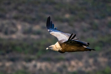 Griffon vulture, Gyps fulvus in Monfrague National Park. Extremadura, Spain