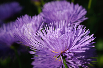 Blooming blue flowers in the garden closeup. Shallow depth of field