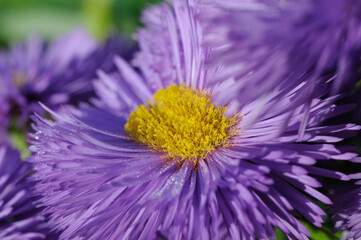 Blooming blue flowers closeup. Shallow depth of field