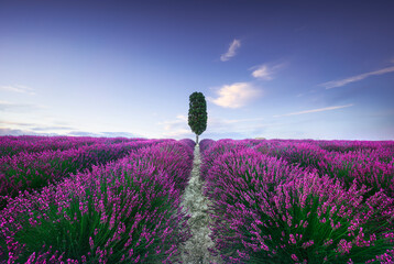 Lavender fields and cypress tree. Orciano, Tuscany, Pisa, Italy - obrazy, fototapety, plakaty