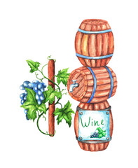 A bunch of grapes and wine barrels. Watercolor