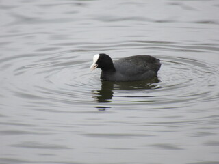 Eurasian coot swimming in water with its beak open.