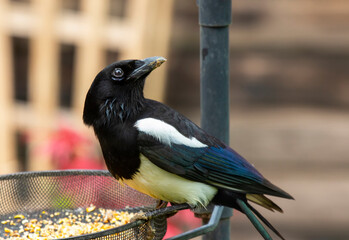 Magpie 