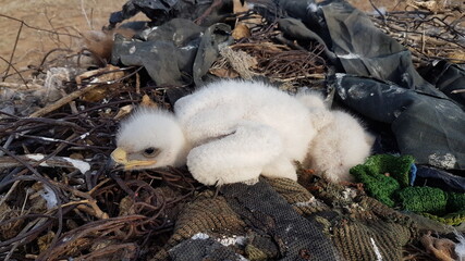 Kalmykia, steppe. Eagle's nest with chicks. 