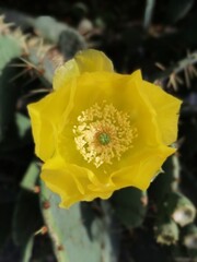 yellow flower on a cactus, Springtime bloom on a prickly pear cactus, Flower on cactus