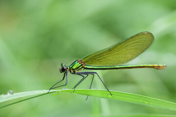 Demoiselle (Calopteryx) sits on a damp blade of grass in nature, against a green background with water drops on the grass