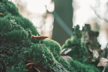 Champignon et mousse des bois