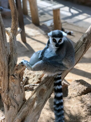 Monkey Lemur, Tenerife, Canary Islands, Spain