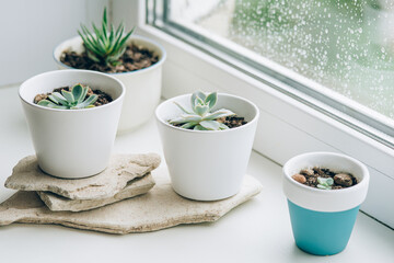 Succulents in white pots on the windowsill.
