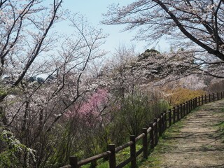 Sakuranoyama Park in Ogose Town