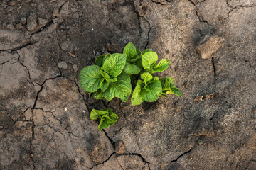 Top view of the young potato pland growing on dry cracked soil