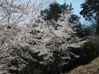 Sakuranoyama Park in Ogose Town