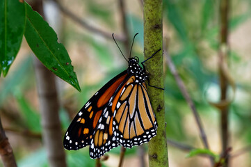 A monarch butterfly climbing a branch