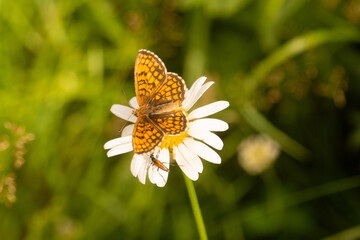 butterfly on flower