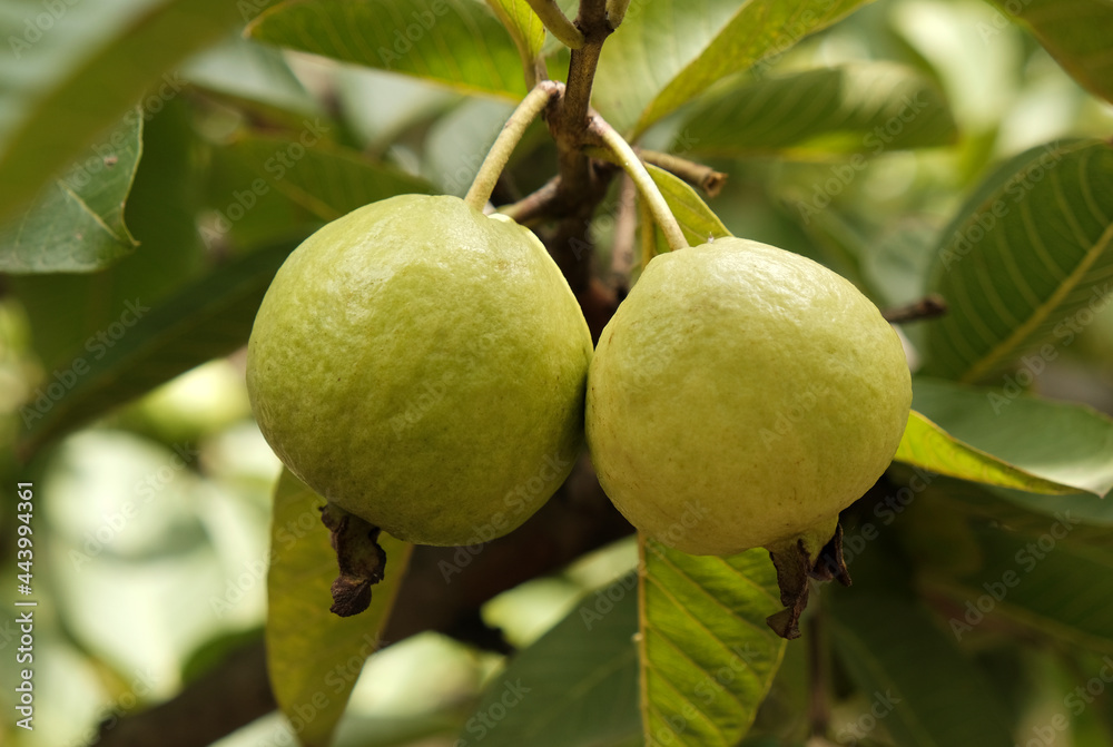 Wall mural Guava Tropical Fruit hanging on tree in agriculture farm of India in harvesting season.