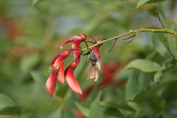 
Flowers of Erythrina crista-galli. Fabaceae family. Hanover, Berggarten
