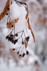winter tree - obrazy, fototapety, plakaty