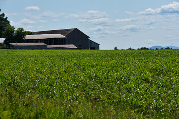 Fototapeta na wymiar Countryside landscape with farm in Quebec, Canada