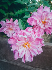 Pink Peonies in the flowerbed, Summer flowers