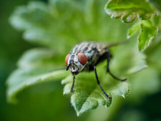 fly on leaf