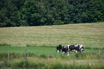 Pretty cow in a Quebec farm in the Canadian coutryside