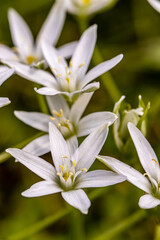 Ornithogalum flower in the garden, close up	