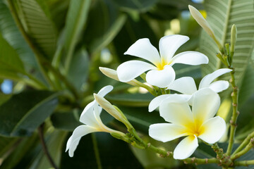 white frangipani, Plumeria, Temple Tree, Graveyard Tree flowers on green leaf background in the garden