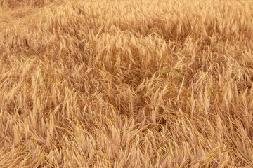 Wheat field. Ears of golden wheat. Background of ripening ears. Ripe cereal crop. close up.
