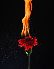 Hot flame. Burning flower dark background. Red dianthus on fire. Flame and sparks. Fire glow - obrazy, fototapety, plakaty