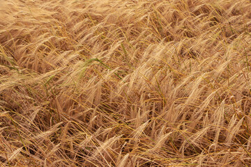 Wheat field. Ears of golden wheat. Background of ripening ears. Ripe cereal crop. close up.