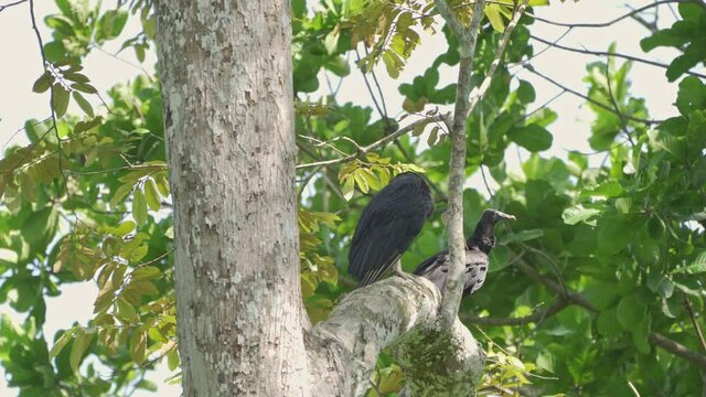 Black vulture (Coragyps atratus)