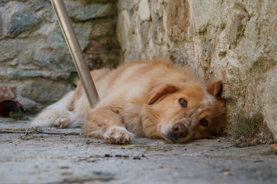 Fauler Hund