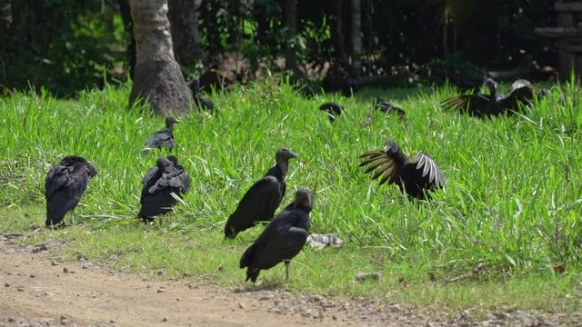 Black vulture (Coragyps atratus) Spreading wings in the sun