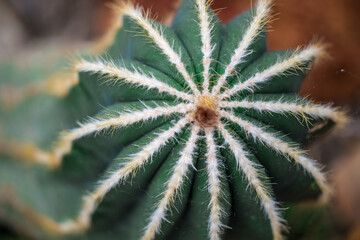 Close up of the spines of various cacti in a botanical garden.