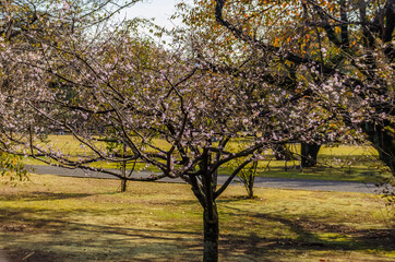 Obraz premium Ein Park in Japan