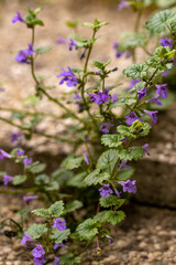 Glechoma hederacea in the garden