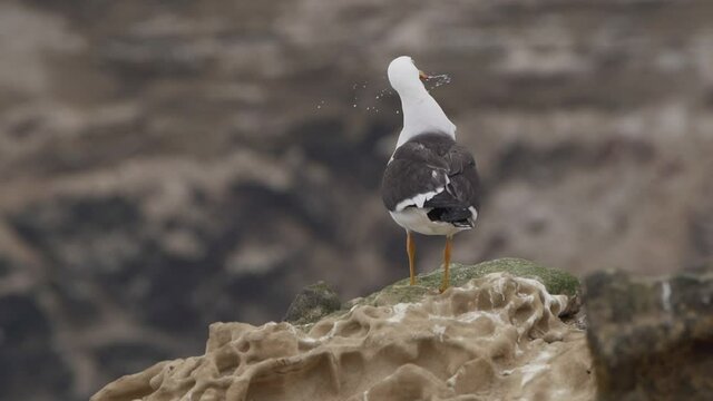 Belcher's Gull Forcing Another Off Rock Perch In Peru. Locked Off