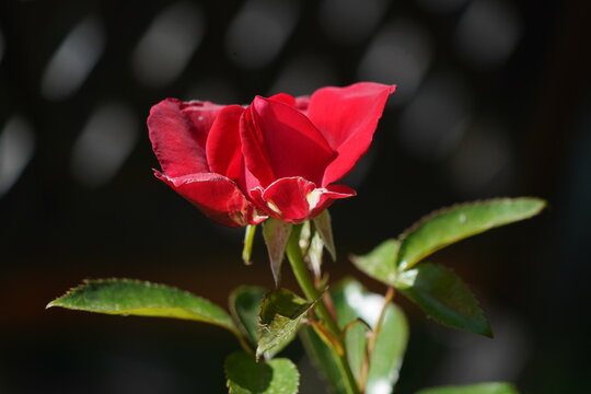 Makro Rote Rose