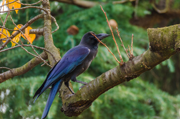 Ein Vogel in Japan