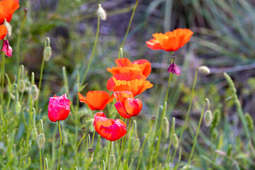 Obraz premium Red flower composition in green wildlife. Summer poppy flower in field. Summer iconic natural flower