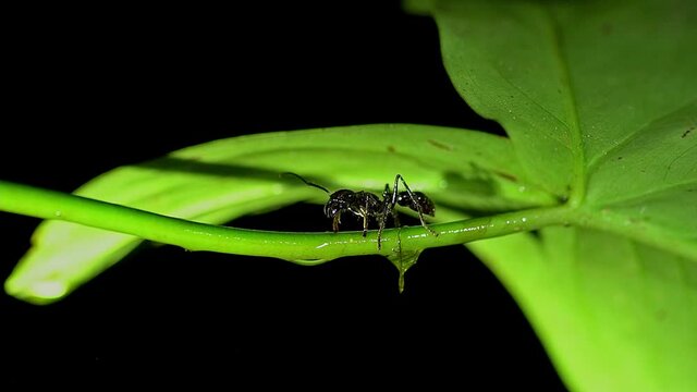Bullet Ant 24-hour ant