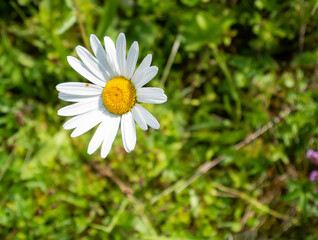 Fototapeta premium daisy in the grass