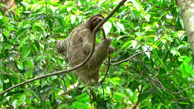 brown-throated sloth (Bradypus variegatus)