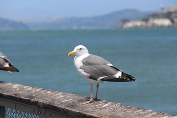 Gulls at Fisherman Wharf of San Francisco