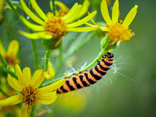 caterpillar on a leaf