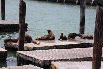 Sea Lions relaxing under the sun at Fisherman Wharf of San Francisco