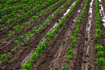 Fototapeta na wymiar Field of rows of paprika pepper plants after heavy rain. Growing vegetables outdoors on open ground. Farming, agriculture landscape. Agroindustry. Plant care and cultivation. Freshly planted seedlings
